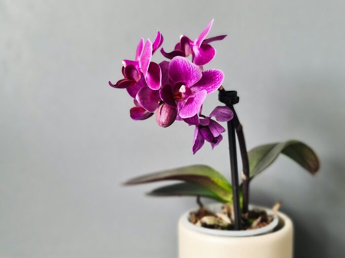 Purple orchid flower in pot symbolizing beautiful generosity moments