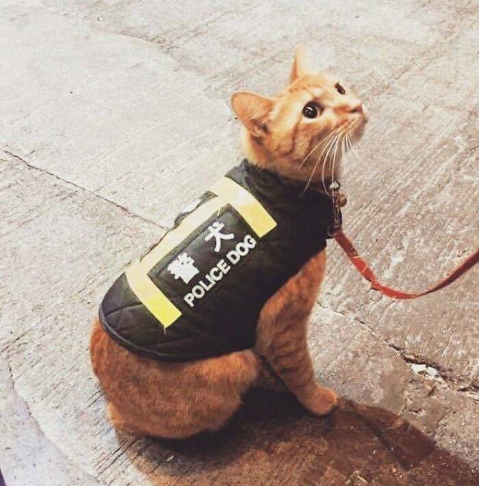 An orange tabby cat wearing a vest labeled POLICE DOG, a humorous You Had One Job common sense fail.