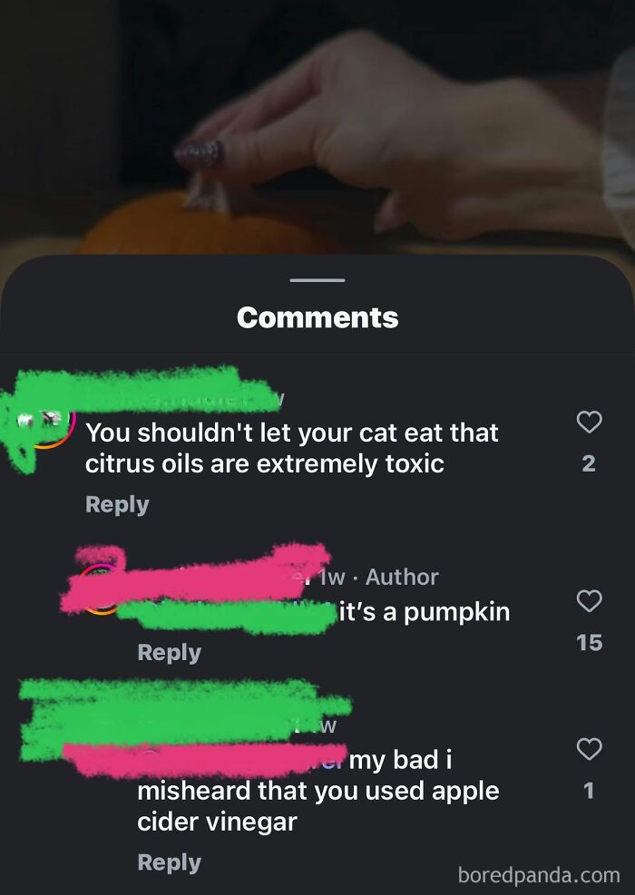 Social media comments debating if a cat can eat a pumpkin, with a funny self-burn about citrus oils.