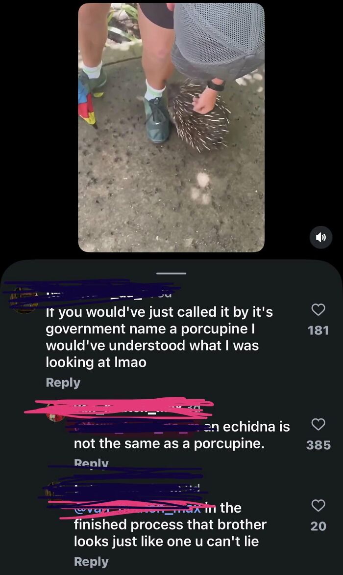 A social media screenshot discussing the difference between an echidna and a porcupine, showcasing iconic self-burns and people trying to fix stupid ideas.