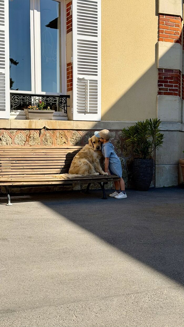 A small child in a blue outfit hugs a golden retriever on a park bench, part of a wholesome photo trend.