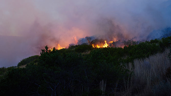 Wildfire burning green trees with thick smoke rising