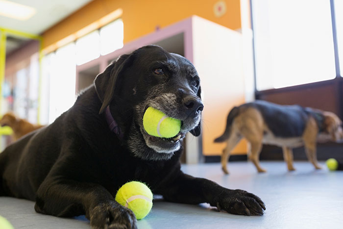 Black dog holding a tennis ball indoors with other dogs in the background