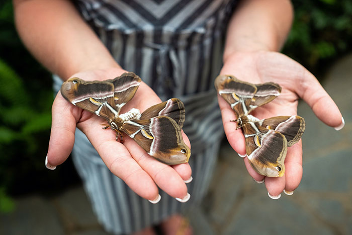 Person holding multiple large moths illustrating strange insect handling jobs