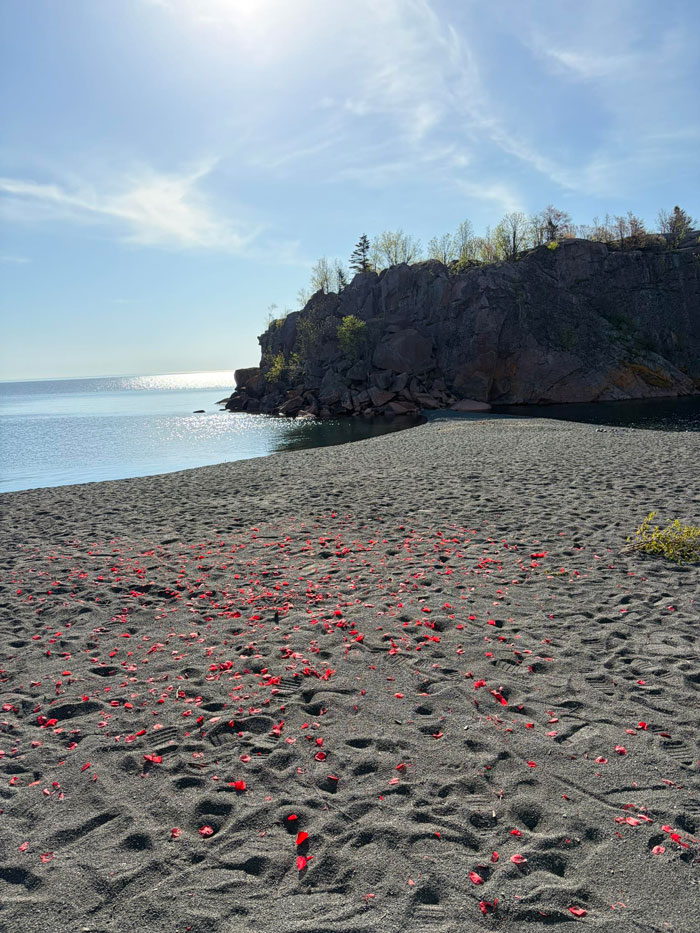Fake rose petals scattered on a black sand beach after a proposal