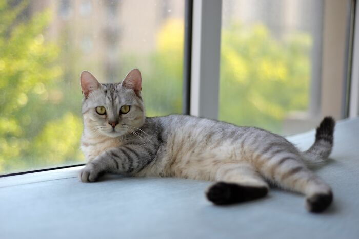 A beautiful silver tabby cat with green eyes lounging by a window, looking directly at the camera, addressing cat myths.