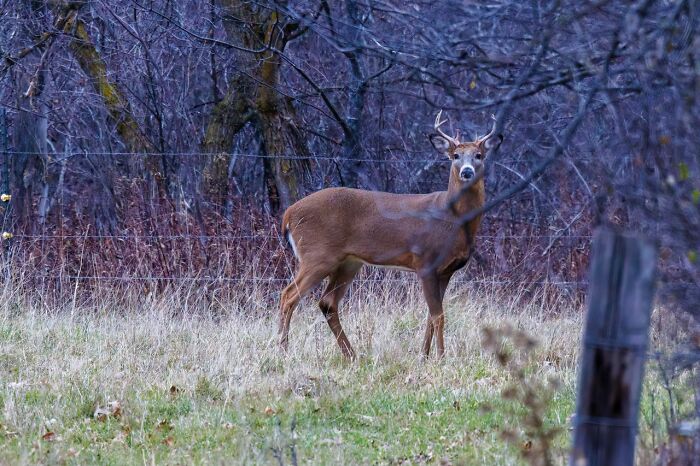 A deer standing in a field with trees in the background, representing true facts and Wyoming's limited escalator count.