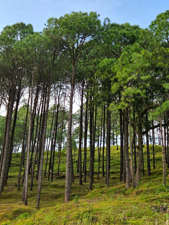 A dense forest of tall, slender trees with vibrant green foliage, showcasing cool, interesting, and surprising facts about plant life.