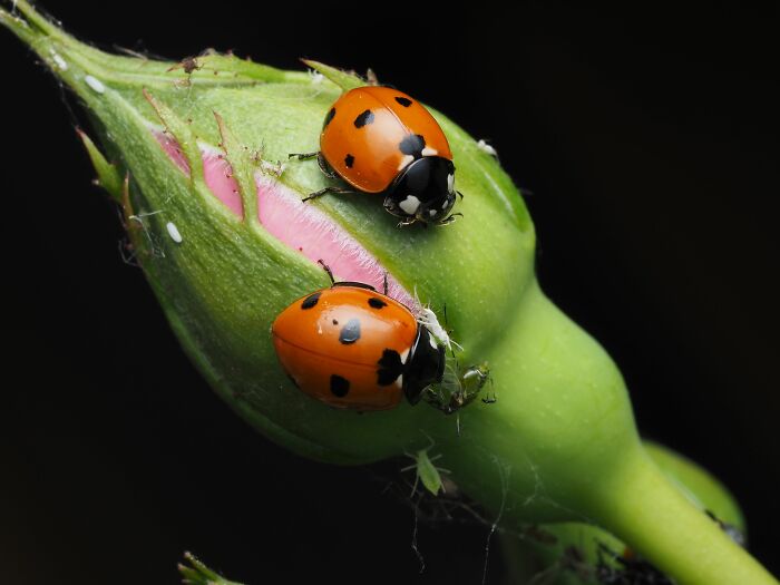 Close-up of two ladybugs on a pink rosebud with aphids, illustrating useless facts.
