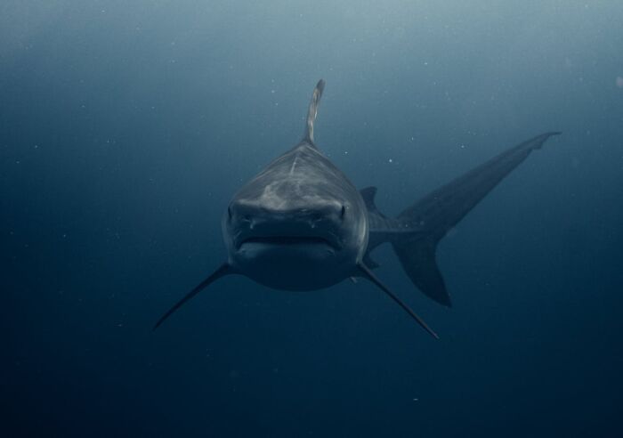 Large shark swimming underwater in open ocean near diver