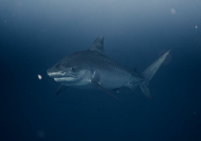 Tiger shark swimming in deep ocean water