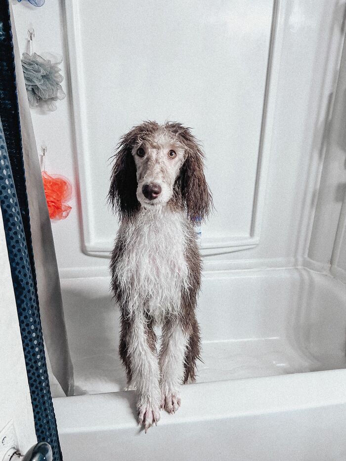 A wet, shaggy-haired dog with brown and white fur stands in a bathtub, looking confused. Human habits can confuse dogs.