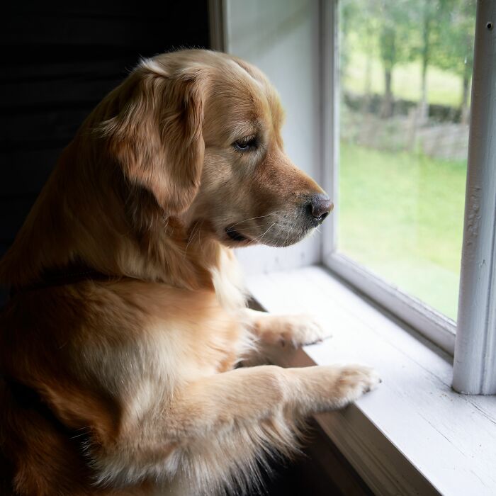 A golden retriever looks out a window, illustrating human habits that confuse dogs.