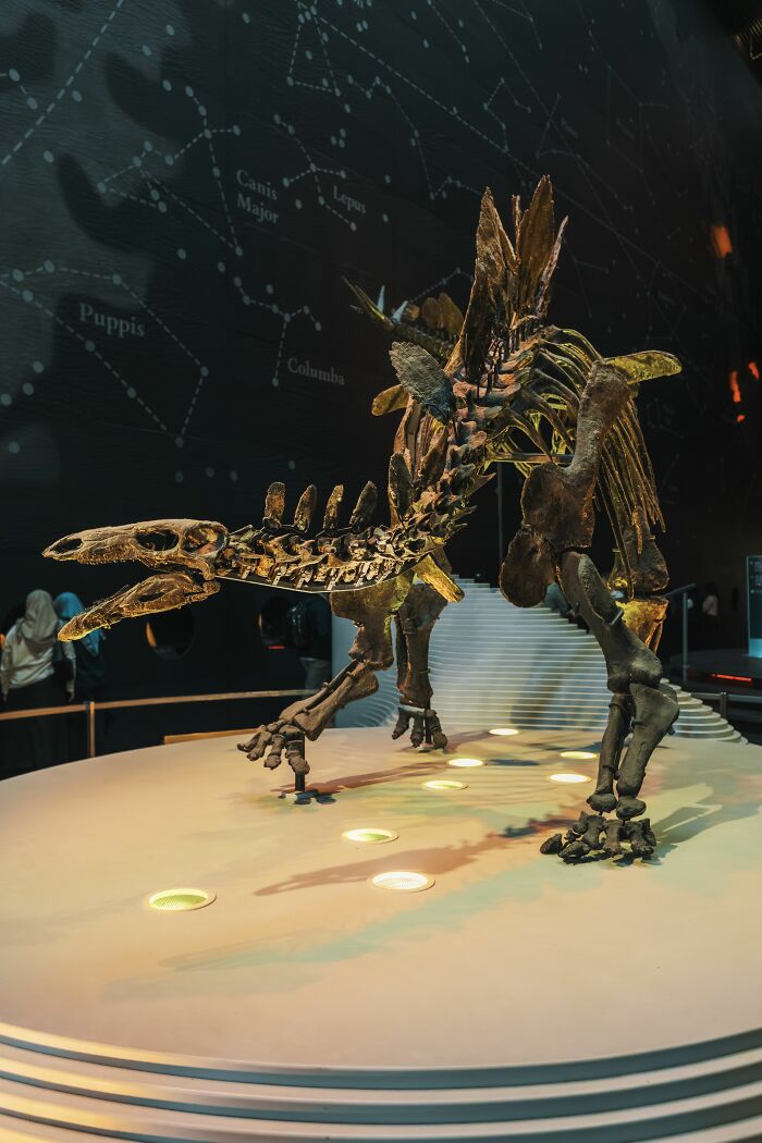A dinosaur skeleton on display, an interesting and surprising fact from ancient history.