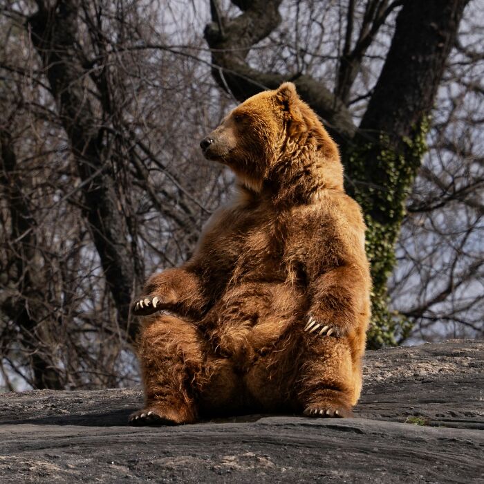 Brown bear sitting on rock in forest with trees background