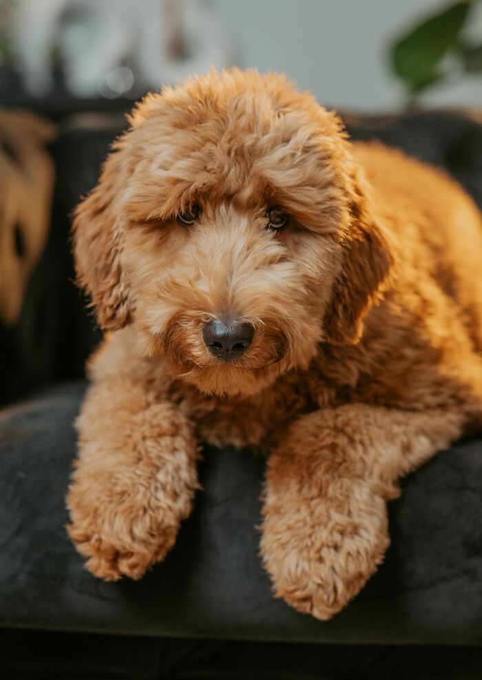 A cute fluffy dog looking at the camera, implying a humorous or unserious ER visit scenario involving a pet.