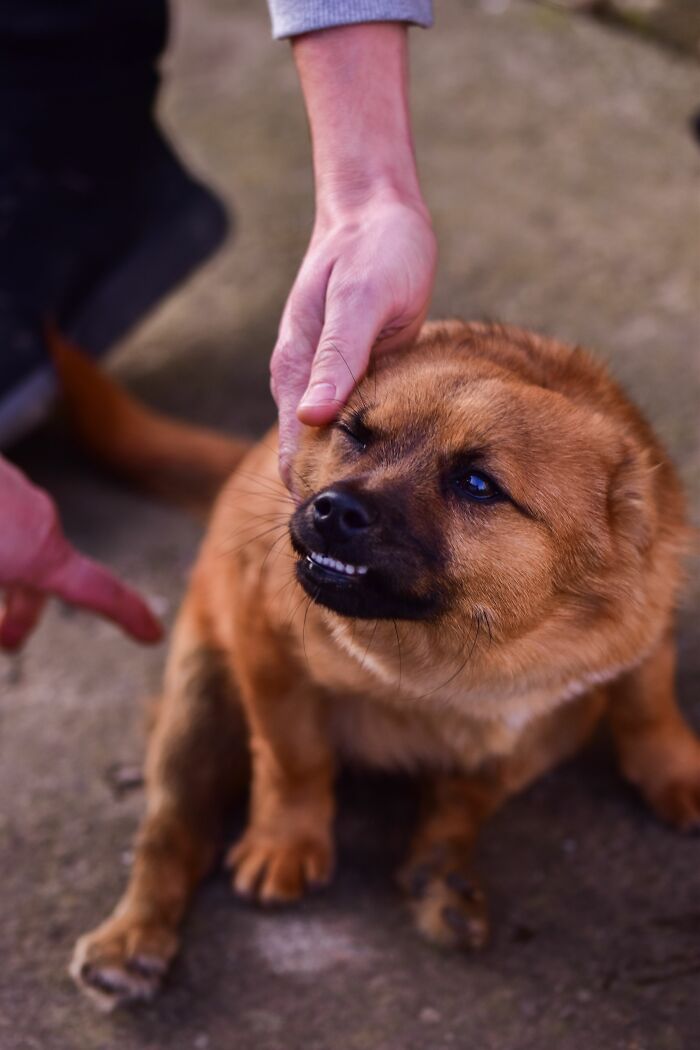A hand petting a brown dog whose human habits confuse it. The dog shows its teeth in a possible misunderstanding.