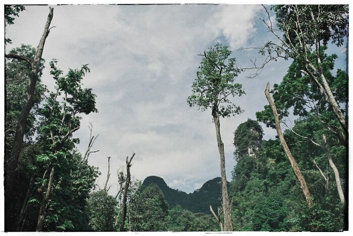 Tall trees and lush greenery against a cloudy sky, with distant mountains, evoking something creepy.