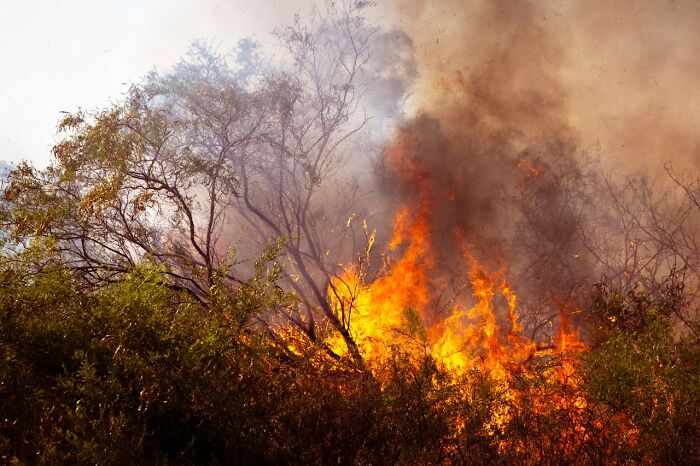 Wildfire burning dry trees and bushes with thick smoke rising above