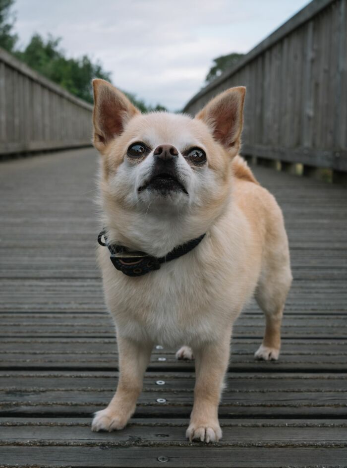 A chihuahua dog on a wooden bridge, looking up, representing crazy facts and true facts.