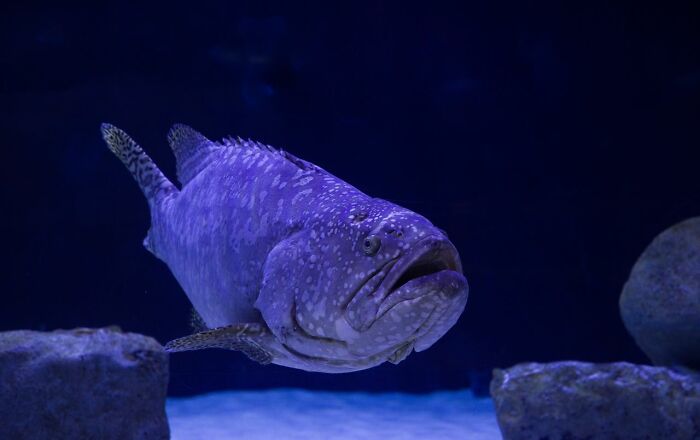 Closeup of grouper fish swimming underwater in deep sea