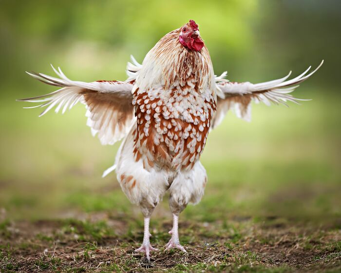 A proud rooster with white and brown feathers, wings spread, a surprising fact about farm animals.