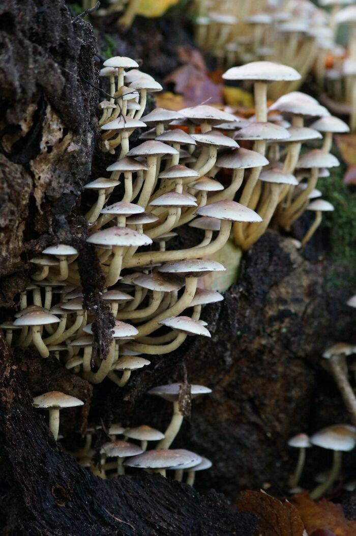 A cluster of wild mushrooms growing on a tree trunk, illustrating somehow true facts and crazy facts.