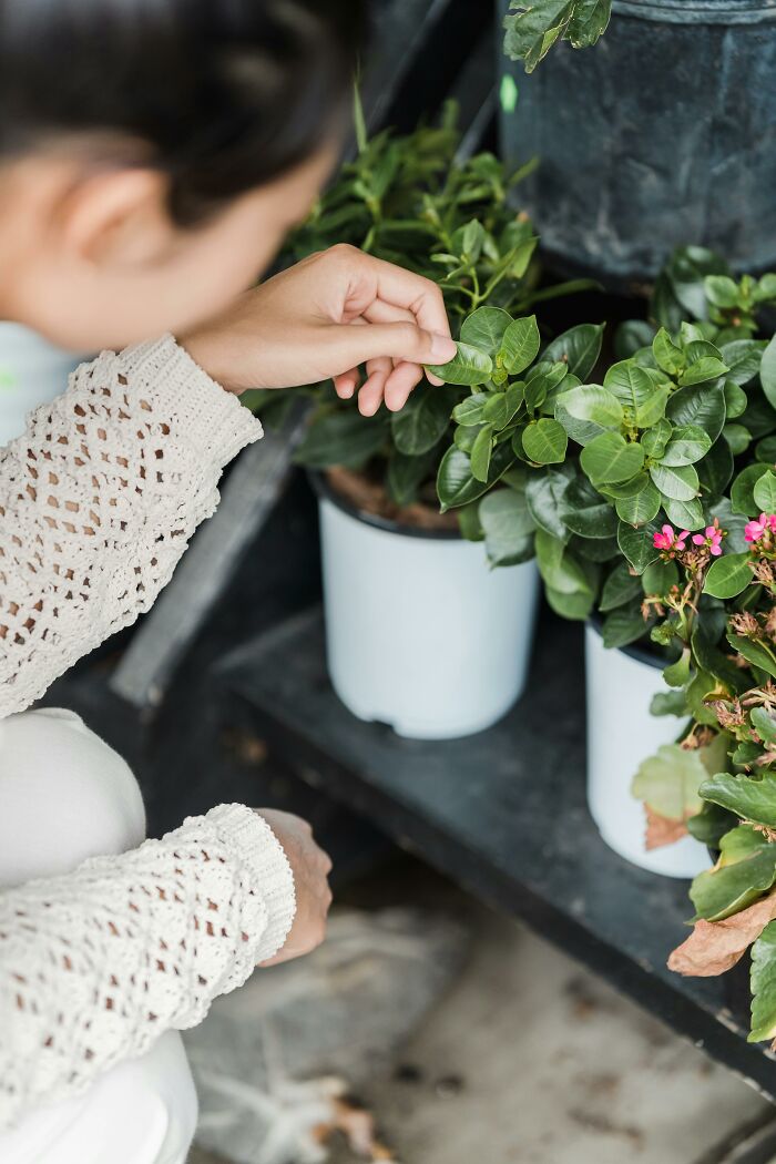 Person inspecting green leaves of potted plants indoors