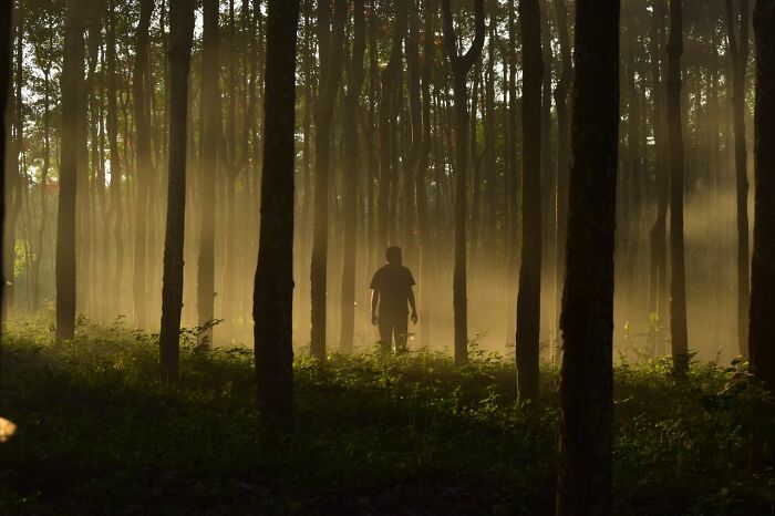 A silhouetted person standing in a misty forest, evoking a mysterious courtroom story.