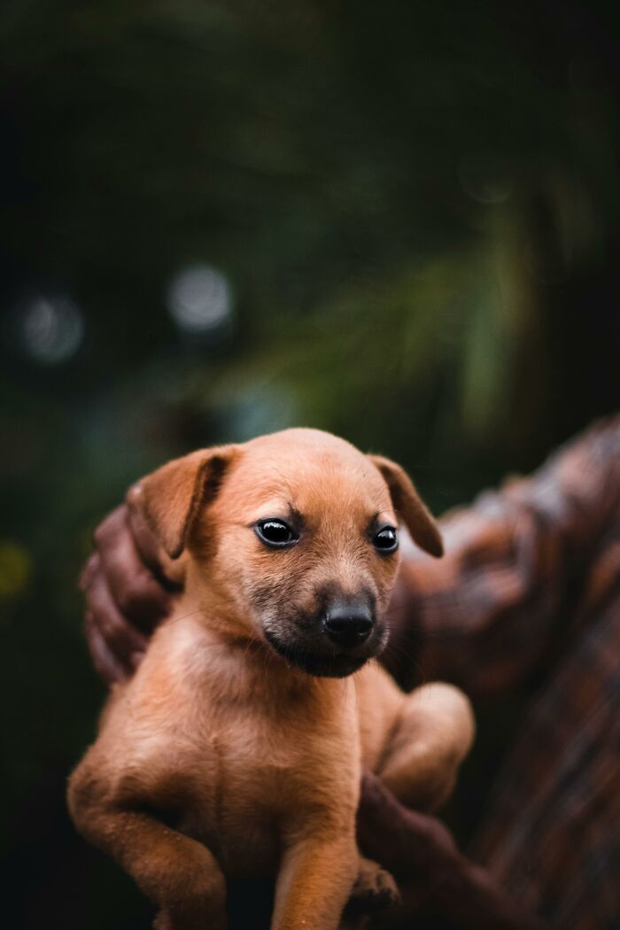 Close-up of brown puppy being held by person outdoors