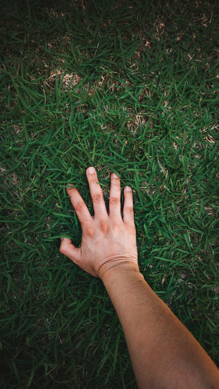 A person's hand resting on lush green grass, illustrating true facts about everyday life.
