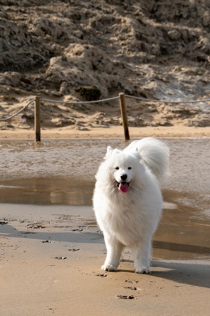 Fluffy white dog standing on sandy beach near water
