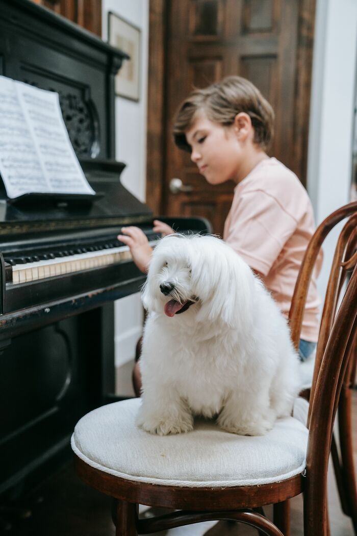 A child playing the piano with a fluffy white dog sitting on a chair next to him, highlighting human habits that confuse dogs.