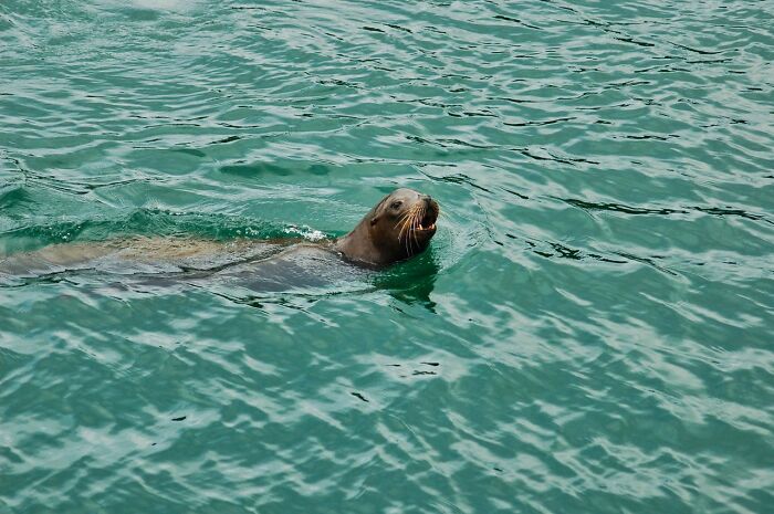 Seal swimming in green water in diving environment
