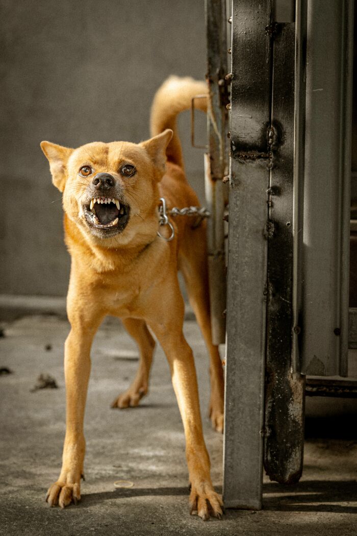 A brown dog with bared teeth and an angry expression, chained to a metal gate. It confuses dogs.