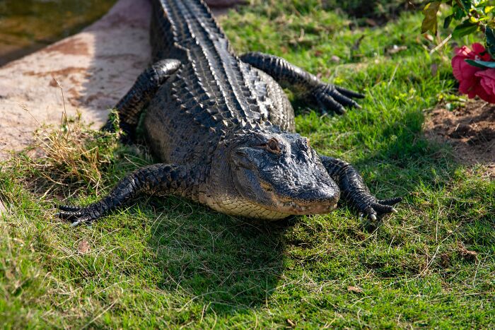 An alligator resting on grass, representing unexpected things when visiting the US.