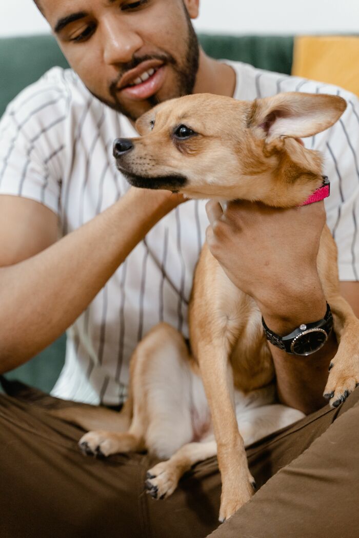 A man petting a small, light brown dog, illustrating a cool, interesting, and surprising fact about pets.