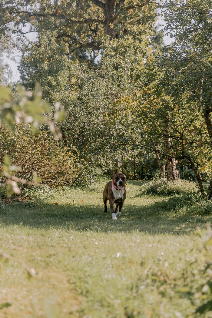 Dog walking through lush green garden path surrounded by trees