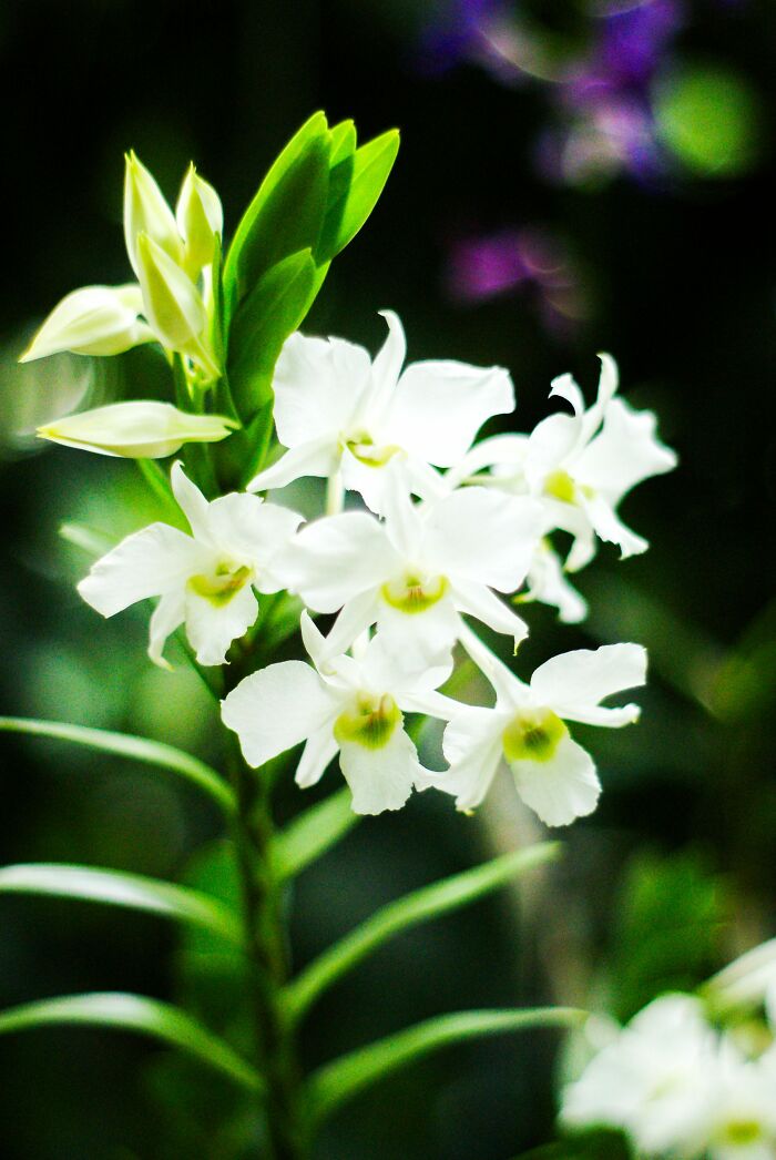 White orchid flowers in bloom symbolizing food facts