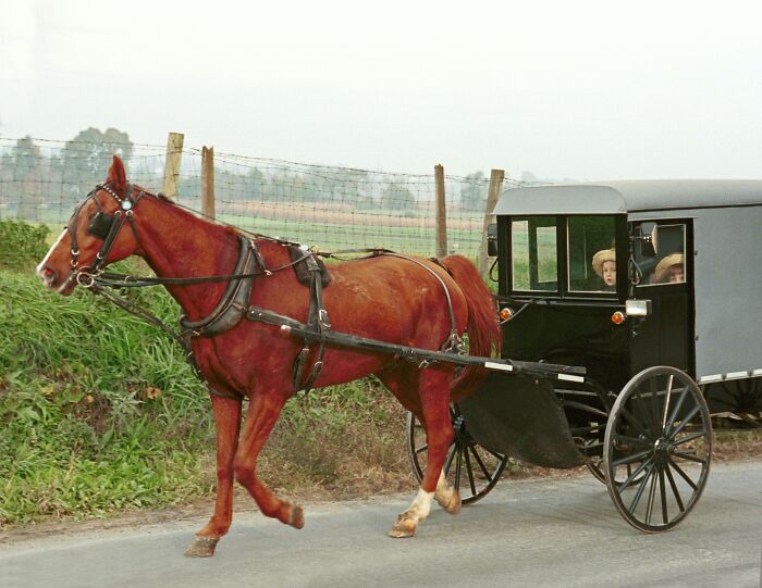 Horse pulling a traditional buggy on rural road depicting scientific questions