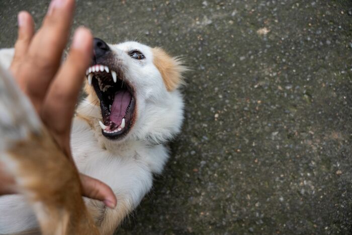 A dog showing its teeth in a defensive or playful manner, possibly confused by human habits.