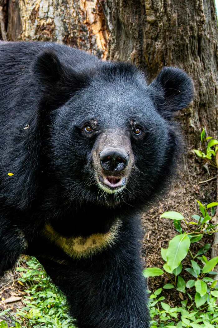 A close-up of a black bear looking directly at the camera, showcasing amazing facts about wildlife.