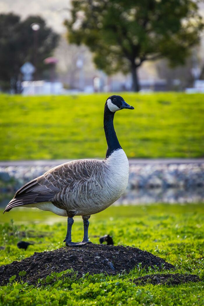 Canada goose standing on grass with blurred background