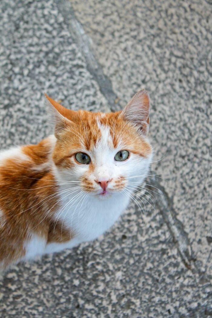 An orange and white cat with striking green eyes looking up, against a stone background, debunking cat myths and beliefs.