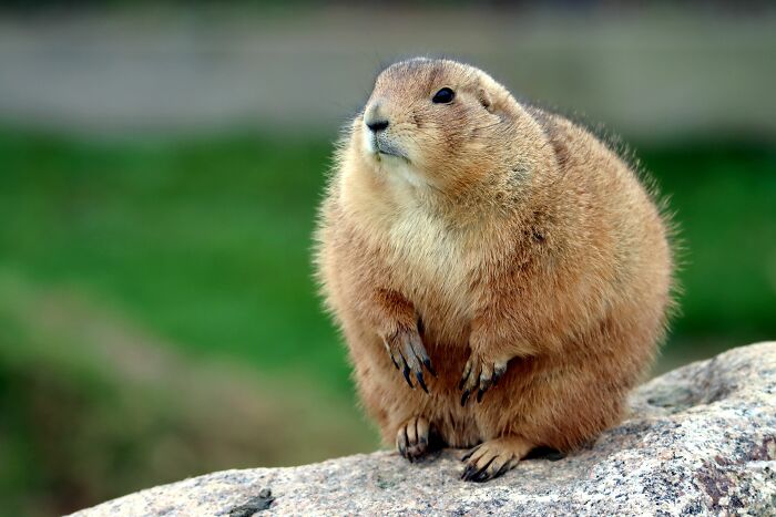 A cute prairie dog sitting on a rock, illustrating potential misunderstandings between locals and foreigners.