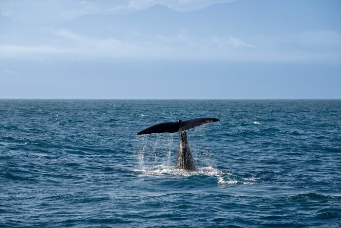A whale's tail emerging from the ocean, splashing water, showcasing one of the crazy facts about nature.