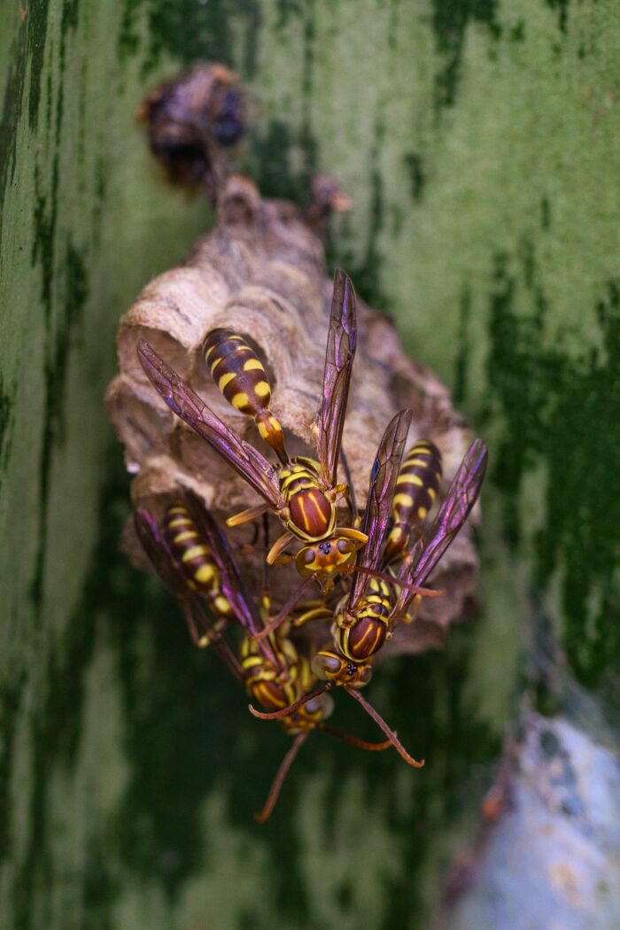 Close-up of wasps on a nest, demonstrating interesting and surprising facts about insects.
