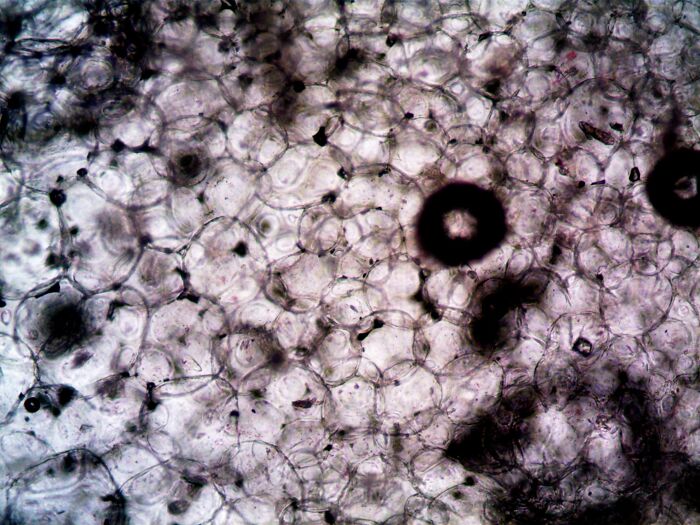 Microscopic view of cells, revealing intricate details of human bodies.