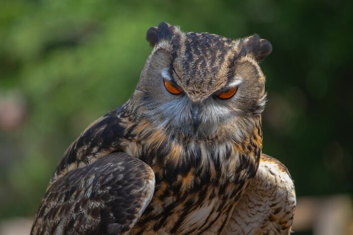 An intense Eurasian eagle-owl with bright orange eyes, representing fascinating facts about birds and nature.