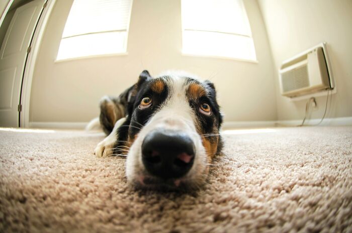 Close up of dog lying on carpet looking upwards with an air conditioner nearby